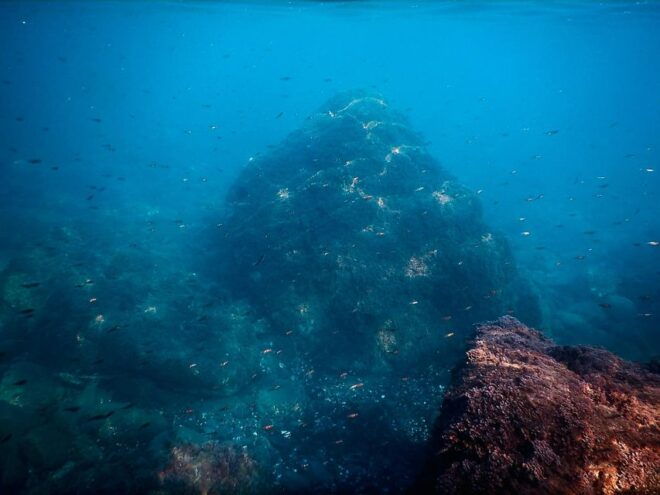 Snorkeling Tour in Levanto: Discover the Wonders of the Sea! - Not Suitable For