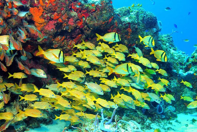 Snorkeling Tour in Puerto Morelos - Inclusions and Tour Details