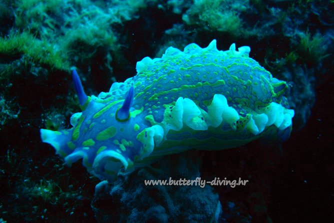 Snorkeling Tour Makarska Riviera, Islands of Hvar or Brač - Group Size and Guide