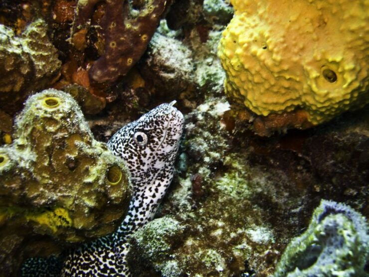 Snorkeling Tour Plus Isla Mujeres Private Tour - Tour Highlights