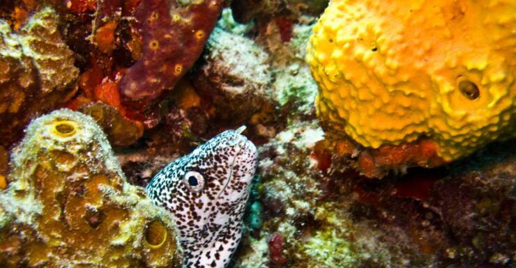 Snorkeling Tour Plus Isla Mujeres Private Tour - Booking Information