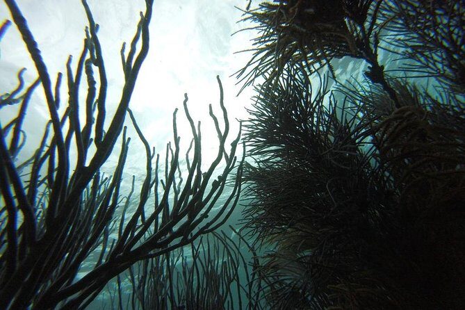 Snorkeling Tour (with Light Refreshments) - FAQ