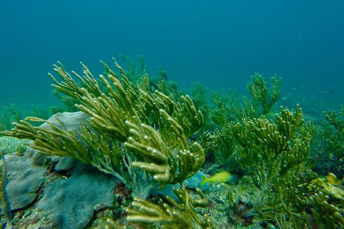 Snorkeling Tour (with Light Refreshments) - Tour Details