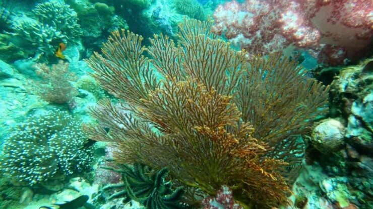 Snorkeling Trip Around Adang - Booking Details