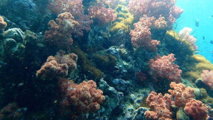 Snorkeling Trip Around Adang - Experience Highlights
