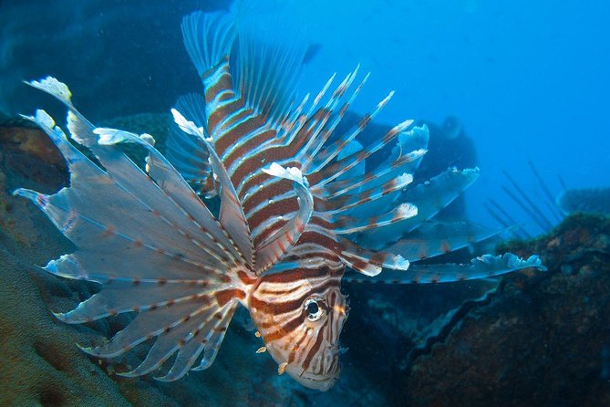 Snorkeling Trip at Koh Chang (Starts From Koh Chang) - Pickup Information