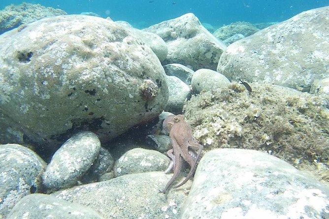 Snorkeling Trip - Trip Details