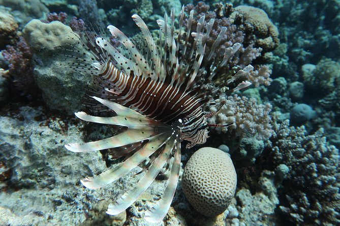 Snorkeling Trip in Red Sea - Snorkeling Locations in Red Sea