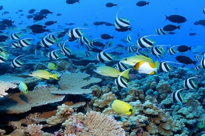 Snorkeling Trip In Tiran Island By Boat In Sharm El Sheikh - Booking Information