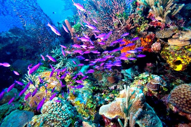 Snorkeling Trip In Tiran Island By Boat In Sharm El Sheikh - Participant Expectations
