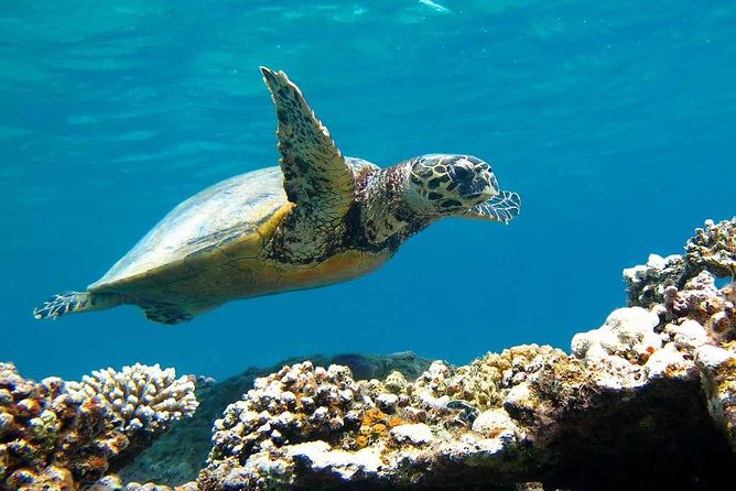Snorkeling Trip to the White Island & Ras Mohammed - Trip Details and Inclusions