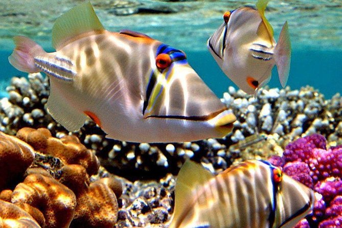 Snorkeling Trip to Utopia Island in Safaga From Luxor - Trip Highlights
