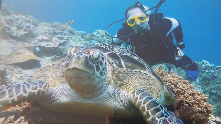 Snorkeling Trips - Experience Highlights