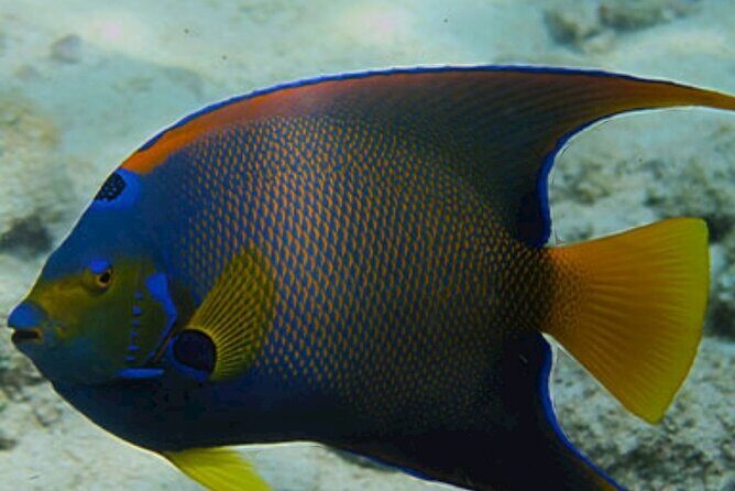 Snorkeling Water Private Activity In Montego Bay Jamaica - Final Thoughts