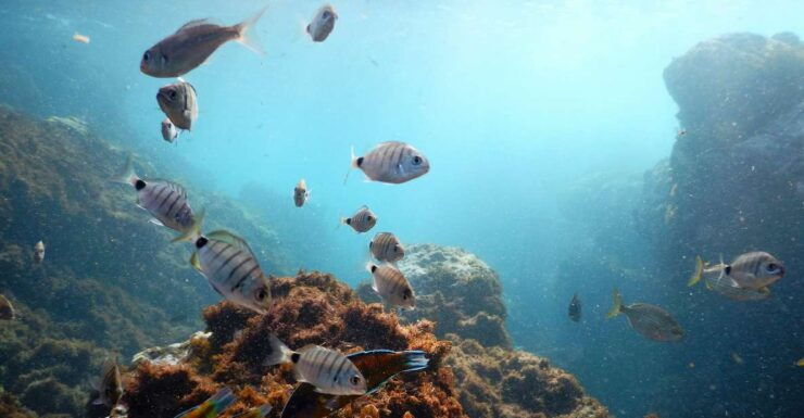 Snorkeling Wildlife in Terceira Island - Snorkeling Wildlife Experience