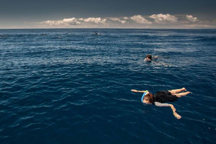Snorkeling Wildlife in Terceira Island - Marine Life Encounter