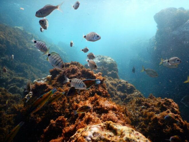 Snorkeling Wildlife in Terceira Island - Guided Snorkeling Tour Details