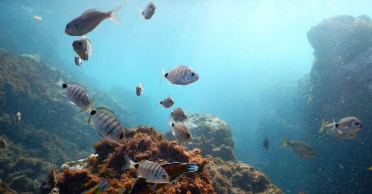 Snorkeling Wildlife in Terceira Island - Experience Highlights