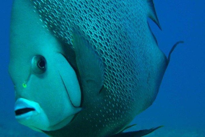 Snorkeling With Caribbean Fish and Private Cenote Exploration - Yucatan Peninsula Combo Adventure Tour