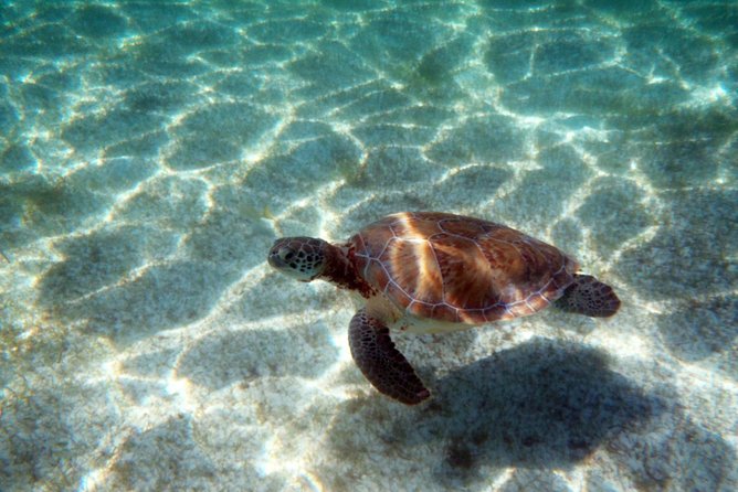 Snorkeling With Caribbean Fish and Private Cenote Exploration - Positive Customer Reviews