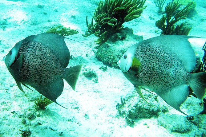 Snorkeling With Caribbean Fish and Private Cenote Exploration - Unique and Memorable Experiences