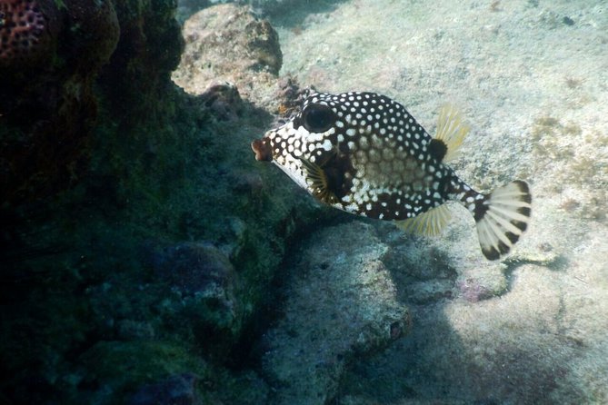 Snorkeling With Caribbean Fish and Private Cenote Exploration - Common Questions