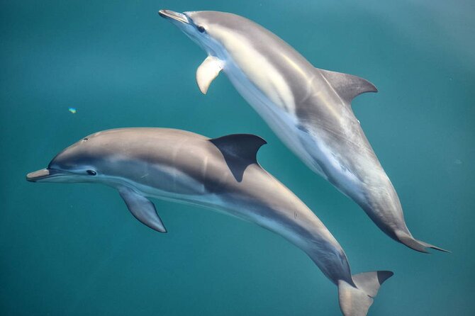 Snorkeling With Dolphins and Lunch at Sataya Reefs From Marsa - Good To Know