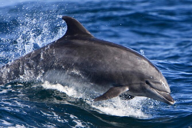 Snorkeling With Dolphins and Lunch at Sataya Reefs From Marsa - Inclusions and Exclusions
