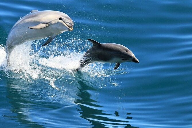Snorkeling With Dolphins and Lunch at Sataya Reefs From Marsa - Cancellation and Refund Policy