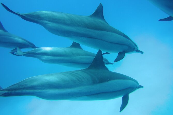 Snorkeling With Dolphins and Lunch at Sataya Reefs From Marsa - Safety and Accessibility