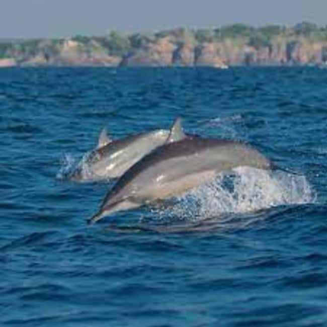Snorkeling with Dolphins in Trincomalee - What You Can Expect During the Tour