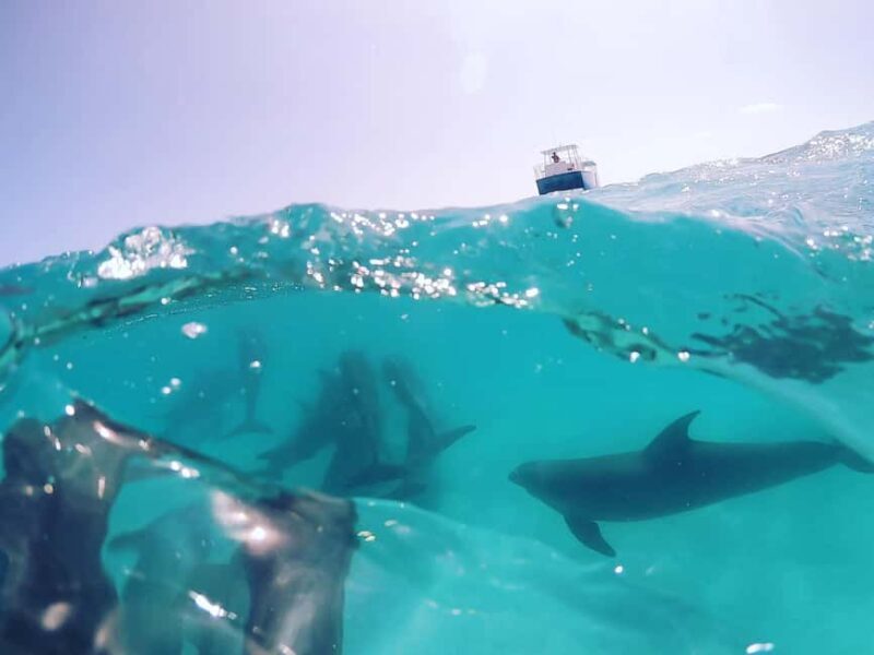 Snorkeling with Dolphins in Trincomalee - Good To Know 