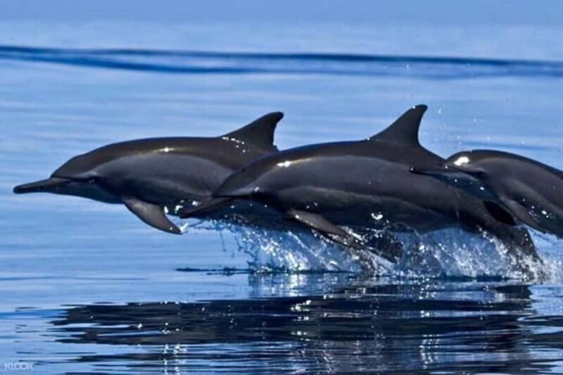 Snorkeling with Dolphins in Trincomalee - Exploring the Details of the Trincomalee Dolphin Snorkeling Tour