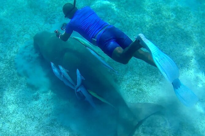 Snorkeling With Dugongs and Turtles on Marsa Mubarak - Good To Know