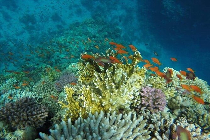 Snorkeling With Dugongs and Turtles on Marsa Mubarak - Booking Information