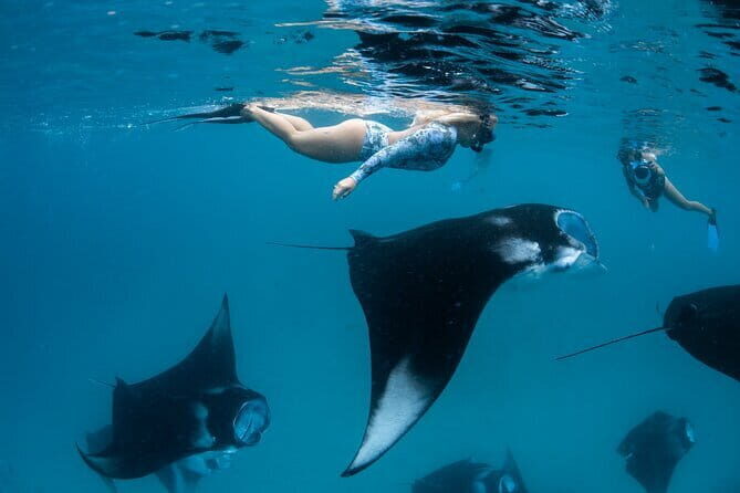 Snorkeling with Manta Rays from Maafushi - What to Expect from the Tour