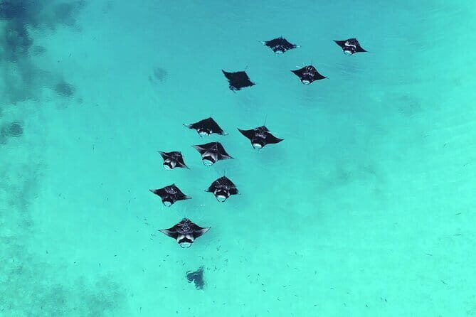 Snorkeling with Manta Rays from Maafushi - The Sum Up