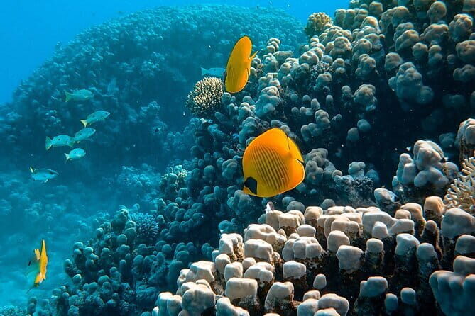 Snorkeling with Manta Rays from Maafushi - Considerations Before Booking