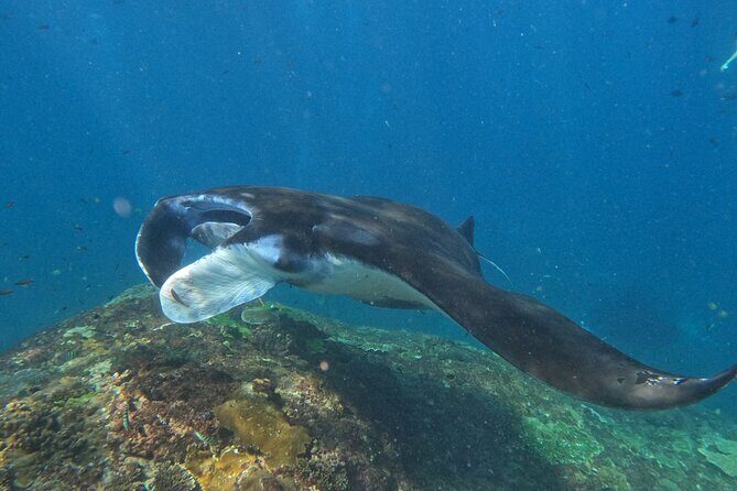 Snorkeling With Manta Rays in Nusa Penida and 4 Other Spots - Practical Considerations