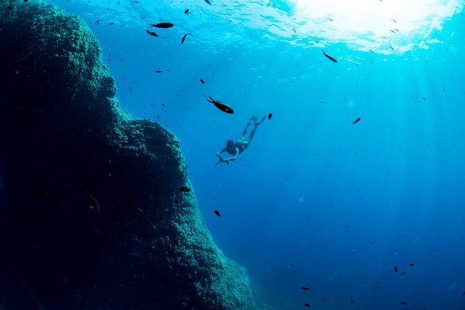 Snorkeling With Marine Biologist Expert From Sorrento - Traveler Feedback and Reviews