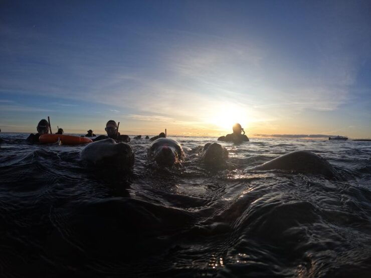 Snorkeling With Sea Lions - Good To Know