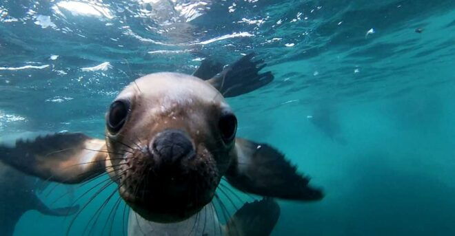 Snorkeling With Sea Lions - Activity Overview