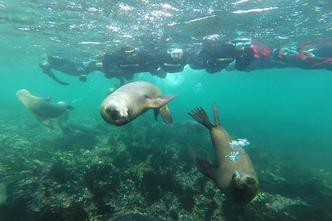 Snorkeling With Sea Lions and Wildlife Adventure - The Sum Up