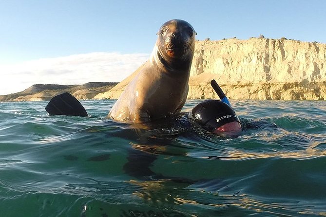 Snorkeling With Sea Lions - Participant Requirements
