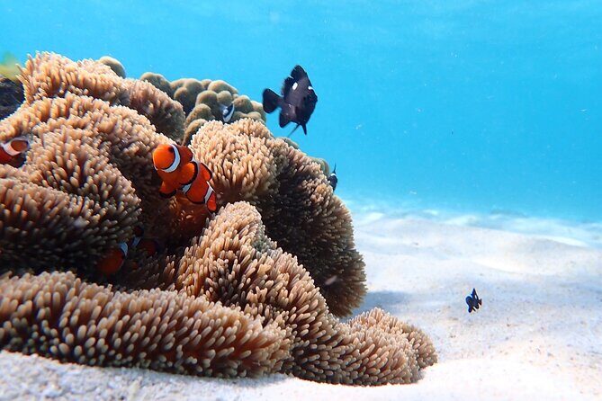 Snorkeling with Sea Turtle - Good To Know