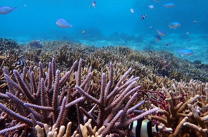Snorkeling with Sea Turtle - Who Will Love This Experience