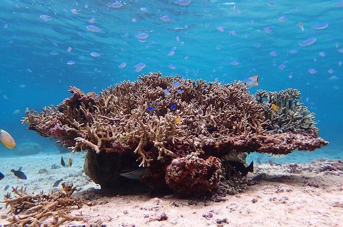 Snorkeling with Sea Turtle - Final Thoughts