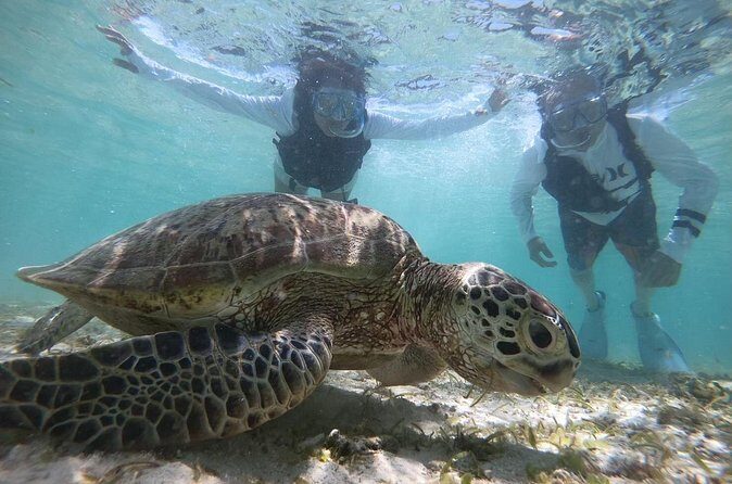 Snorkeling with Sea Turtle - Final Thoughts