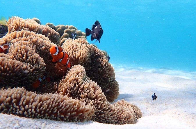 Snorkeling with Sea Turtle - FAQs