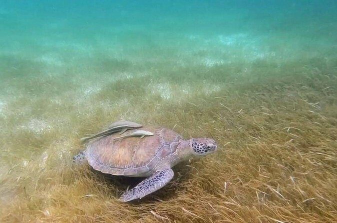 Snorkeling with Sea Turtles and Cenote Adventure - Why Is This Tour a Good Value?